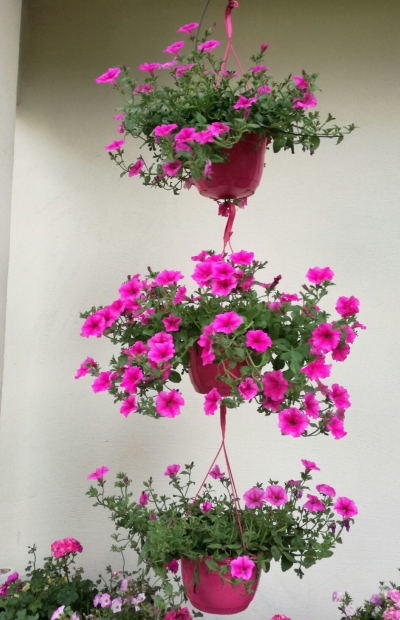 Środkowa roślina została potraktowana preparatem Florgib