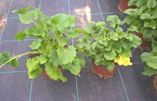 Różnica w pokroju roślin po zastosowaniu Pirouette (po prawej) i bez (po lewej)