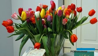 Pierwsze spotkanie z tulipanami przy wejściu na teren wystawy w Wilanowie