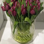 Tulipan odmiany 'Bulit'