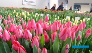 Tulip Trade Event to dni otwarte firm holenderskich polegające na prezentacji odmian tulipana oferowanych profesjonalnym ogrodnikom (na 1. planie - odm. 'Barre Alta' z gruoy Triumph), fot. A. Cecot