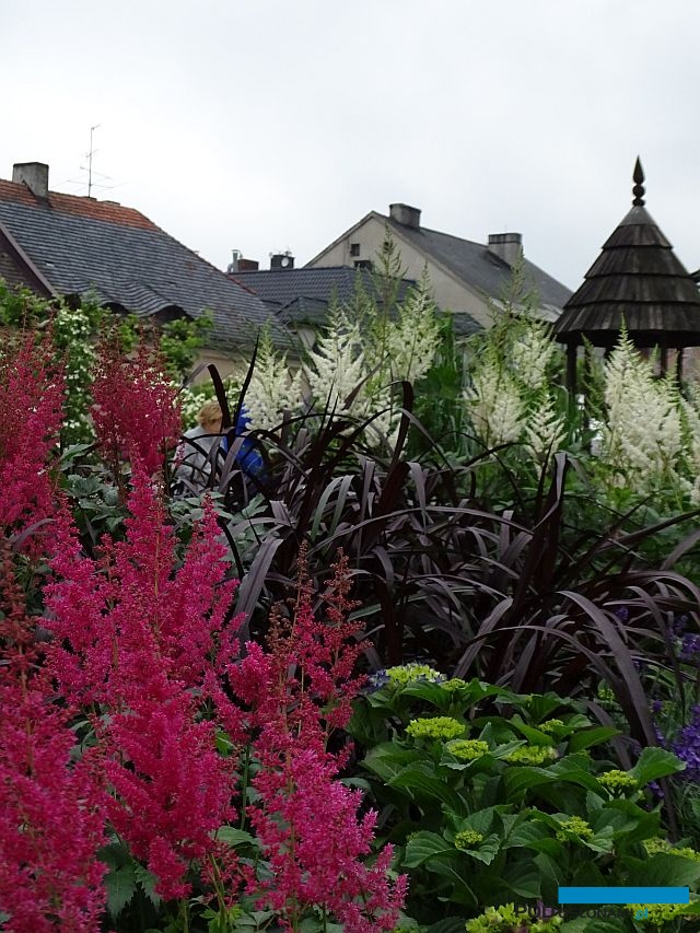 Ogrody Daisy_Pszczyna_Daisy-Days-2018_Plantpol_Astilbe_Pennisetum-Vertigo