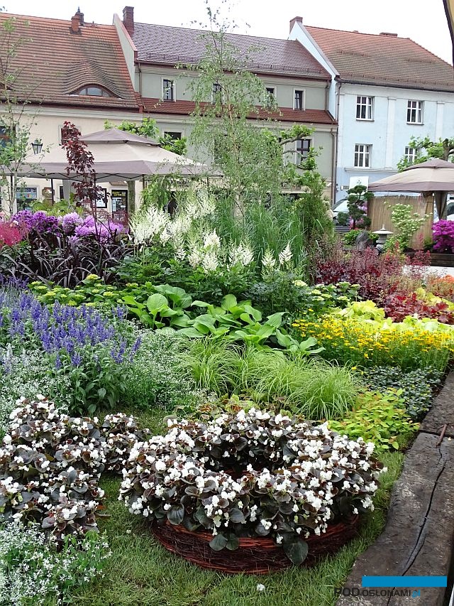 Ogrody Daisy_Daisy-Days-2018_Plantpol