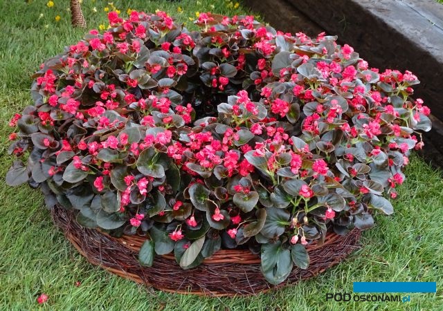 Begonia Doble Coco 'Red'_Ogrody Daisy_Daisy-Days-Pszczyna 2018_Plantpol