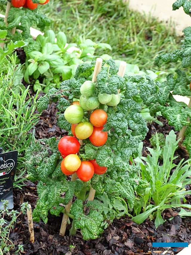 Ogrody Daisy_Pszczyna_Daisy-Days-2018_Pomidor_ekspozycja-Hajdrowski_