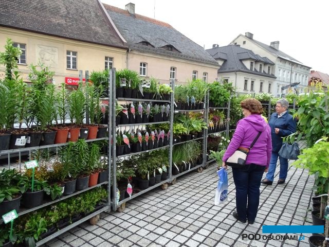 Pszczyna_Daisy-Days-2018_kiermasz