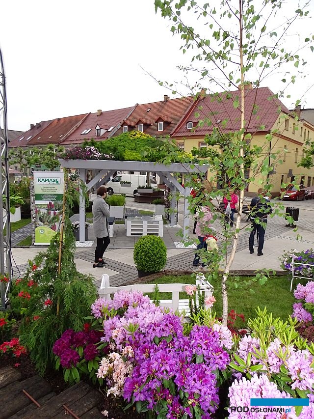 Ogrody Daisy_Pszczyna_Daisy-Days-2018_różaneczniki_na 1. planie fragment ekspozycji szkółki Pudełek