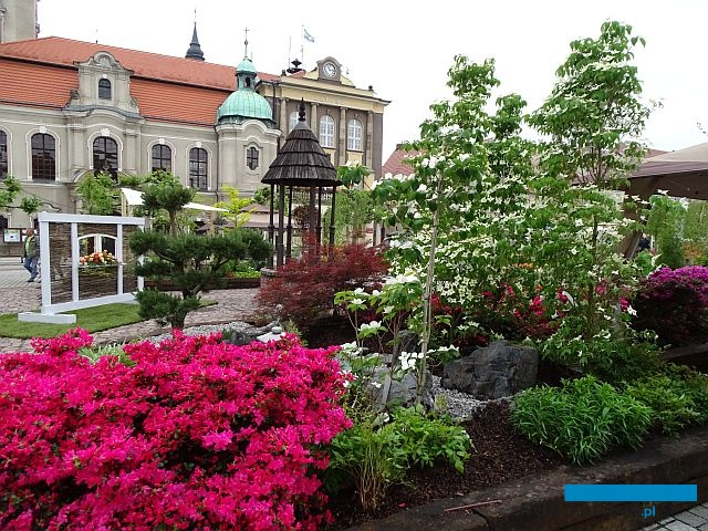 Ogrody Daisy_Pszczyna_Daisy-Days-2018_Szkolka-Pudelko