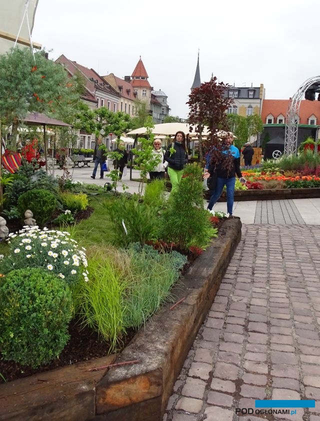 Ogrody Daisy_Pszczyna_Daisy-Days-2018_Kubiczek