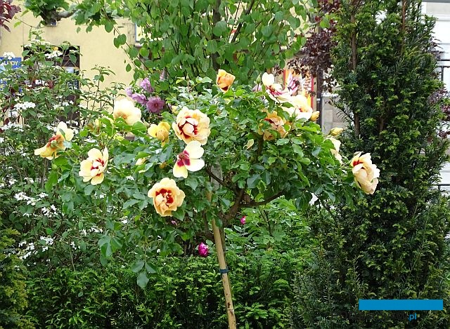 Ogrody Daisy_Pszczyna_Daisy-Days-2018_Hajdrowski_Rosa-Maja_Babylon-Eyes