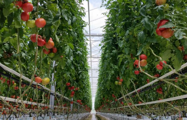 Grono malinowej odmiany pomidora Katy Rose