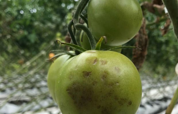 Nowy Wirus Atakujacy Uprawy Pomidorow I Papryki Tobrfv