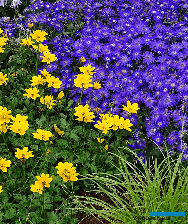 Pericallis-Senetti_Deep Blue_Plantpol_Daisy Days 2019