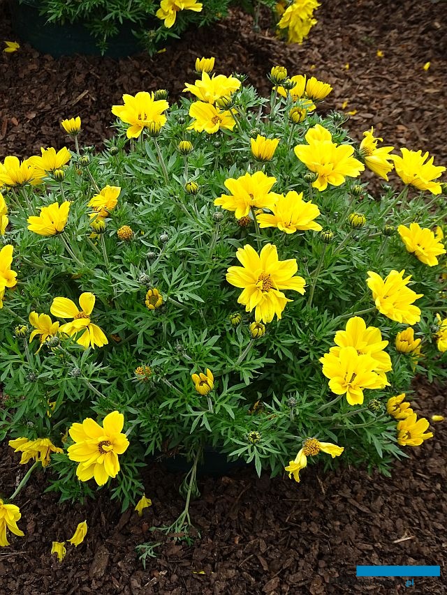 Bidens Super Star_Plantpol_Daisy Days 2019