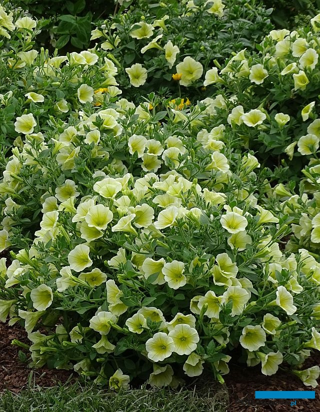 Petunia Veranda 'Yellow'_Plantpol_Daisy Days 2019