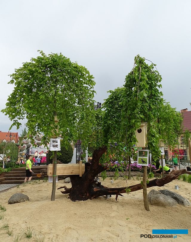 Daisy-Days-2019_Gospodarstwo Grzegorza Kostki