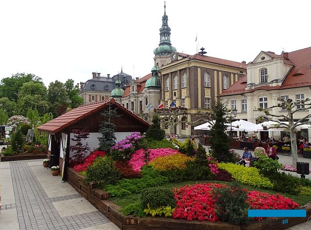 Starannie wykonany i różnorodny ogród grupy Kapias_Daisy Days 2019_Pszczyna