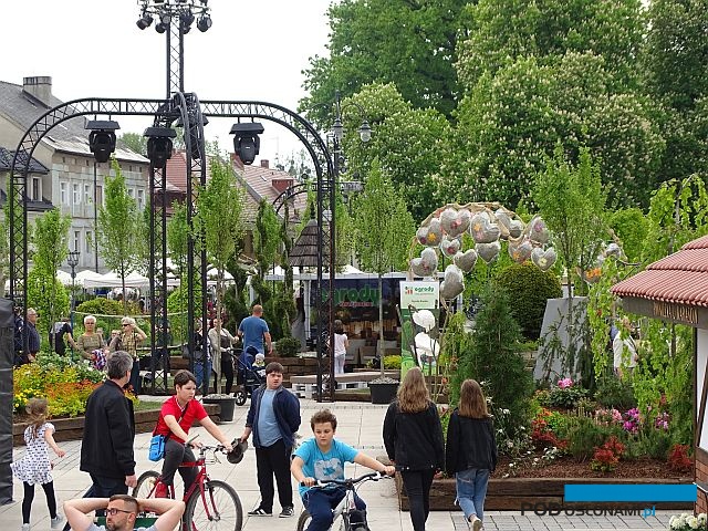 Daisy Days 2019_Pszczyna