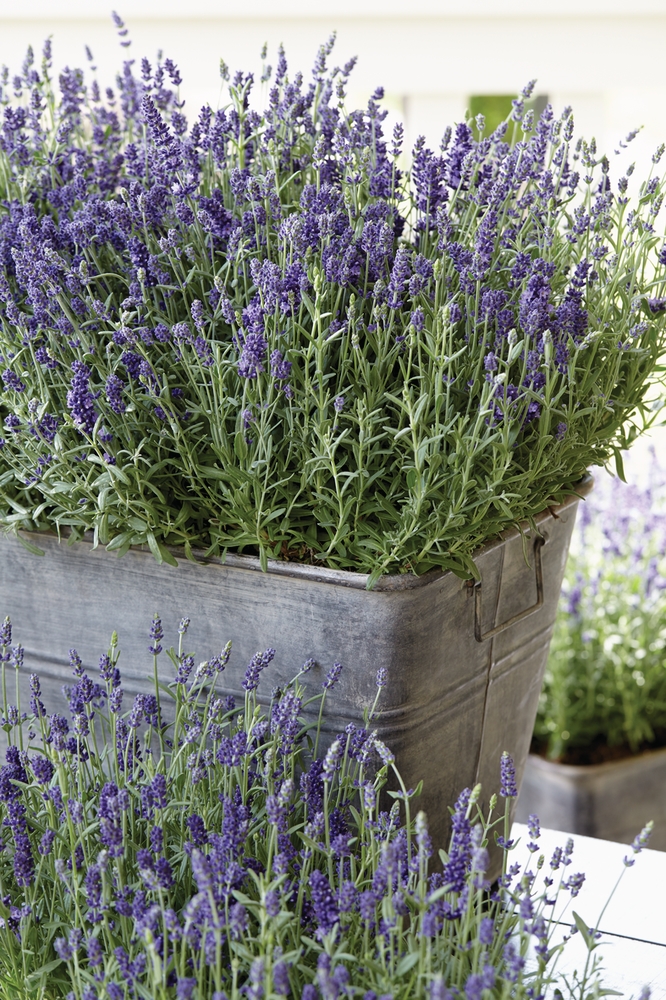 Lavandula angustifolia Ardèche