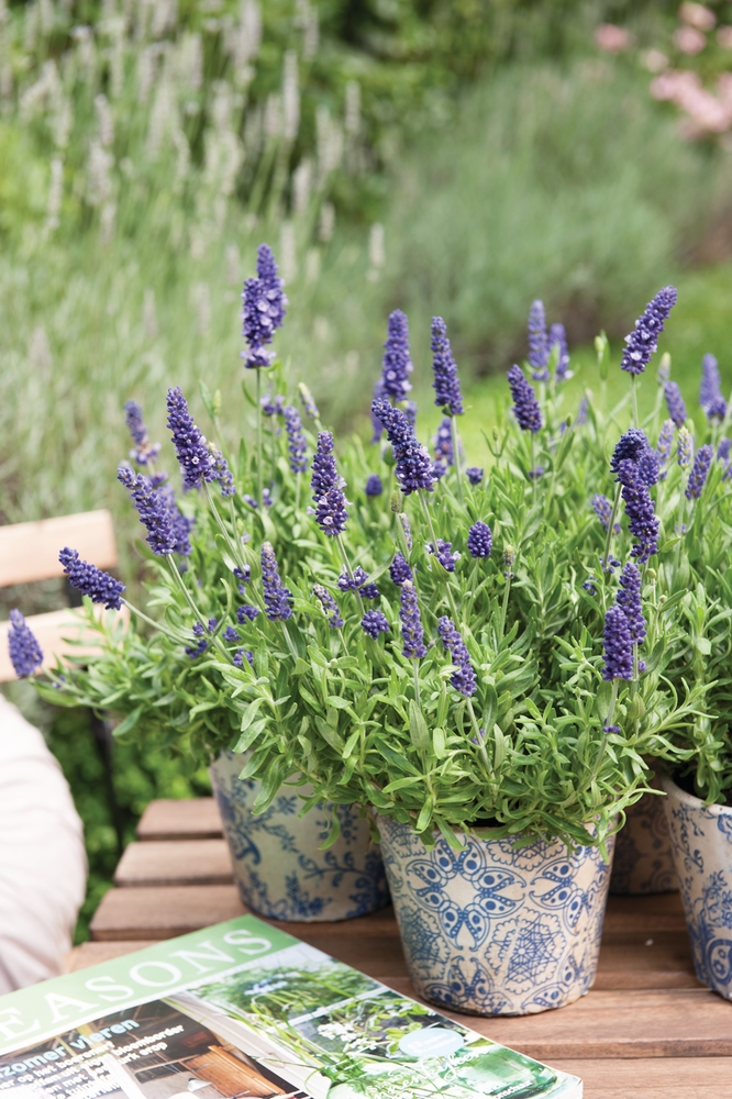 Lavandula angustifolia Spear Blue