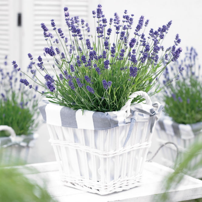 Lavandula angustifolia Essence Purple