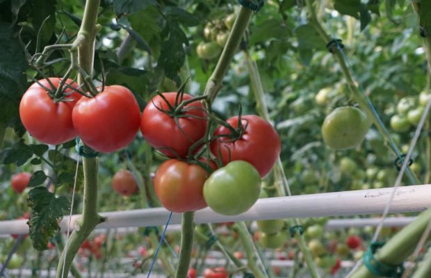 Pomidory malinowe Enroza w szklarni Joanny i Sebastiana Janasów