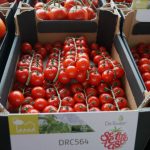 Pomidor typu cherry pod numerem DRC564