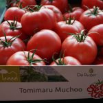 Pomidor malinowy Tomimaru Muchoo