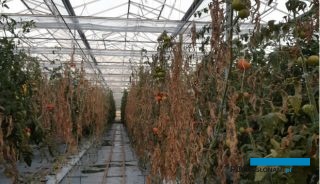 Plantacja pomidorów zaatakowana przez rak bakteryjny
