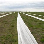 1. Plantacja maliny powtarzającej po okryciu agrowłókniną