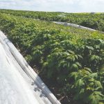 Plantacja malin - rośliny po zdjęciu osłony