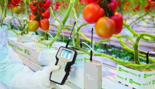 System GroSens MultiSensor w uprawie pomidorów