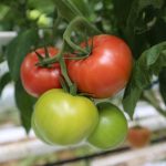 Pomidor malinowy Maluno - grono pomidora