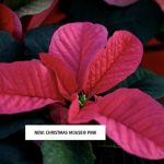 Poinsecja Christmas Mouse® Pink z wirtualnych pokazów, Selecta one