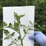 Przebarwione i skędzierzawione liście pomidora zaatakowanego przez wirus ToBRFV