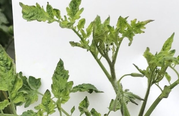 Objawy ToBRFV na wierzchołkach młodych roślin pomidora koktajlowego