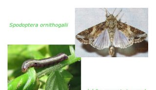 Spodoptera ornithogalli - gąsienica i motyl, źródło: www.piorin.pl