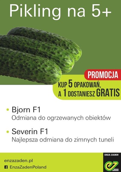 promocja na nasiona ogórka pikling
