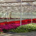 Ogrodnictwo Nowaccy_Dachowa_10-07-2021