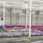 Ogrodnictwo Nowaccy_Dachowa_10-07-2021