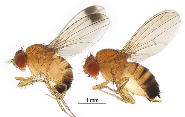 owady Drosophila suzukii
