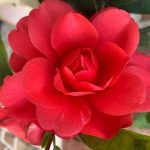 Camellia ‘Yulan01’ 1001 SUMMER NIGHTS JASMINE