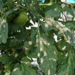 uszkodzenia liści przez skośnika pomidorowego(Tuta absoluta)