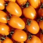 Pomidor Plenorange