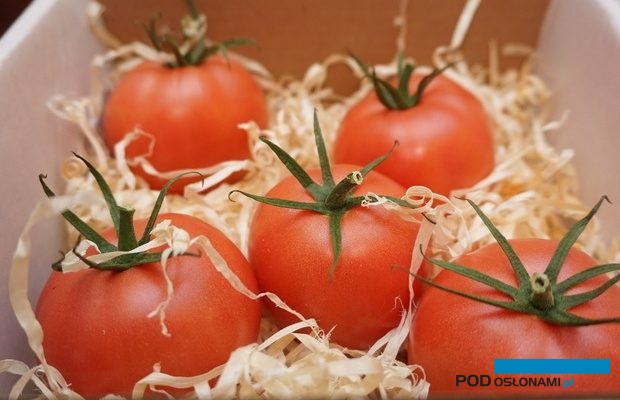 Pomidor malinowy Buenarosa