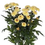 chryzantema_abbey_cream_Deliflor