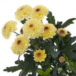 chryzantema_abbey_cream_Deliflor