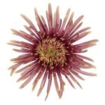 chryzantema Baltazar Flame_Deliflor