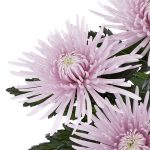 chryzantema_cipria_Deliflor