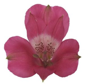 Alstroemeria Tesisa, fot. Royal FloraHolland